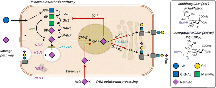 image file: d5cb00193e-s1.tif