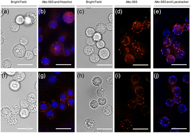 image file: d5cb00238a-f4.tif