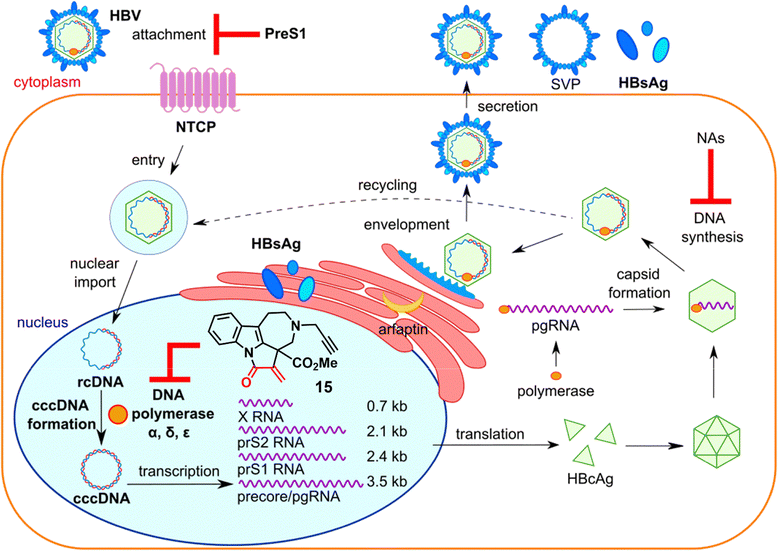 image file: d5cb00268k-f7.tif