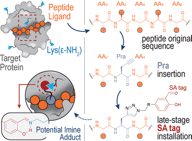 image file: d5cb00282f-f1.tif