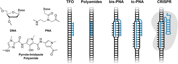image file: d5cb00286a-f1.tif
