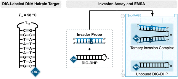 image file: d5cb00286a-f11.tif