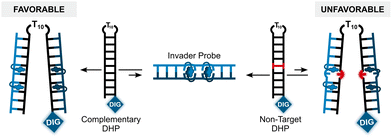 image file: d5cb00286a-f18.tif