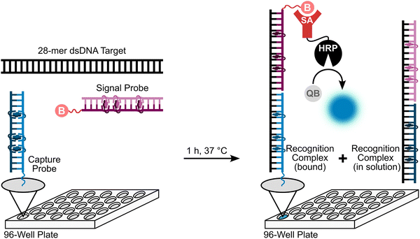 image file: d5cb00286a-f21.tif