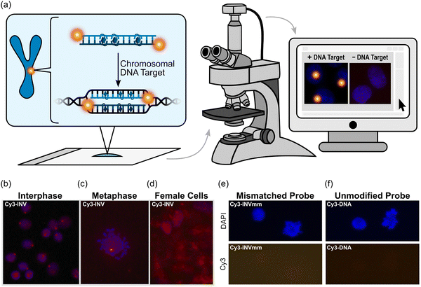 image file: d5cb00286a-f22.tif