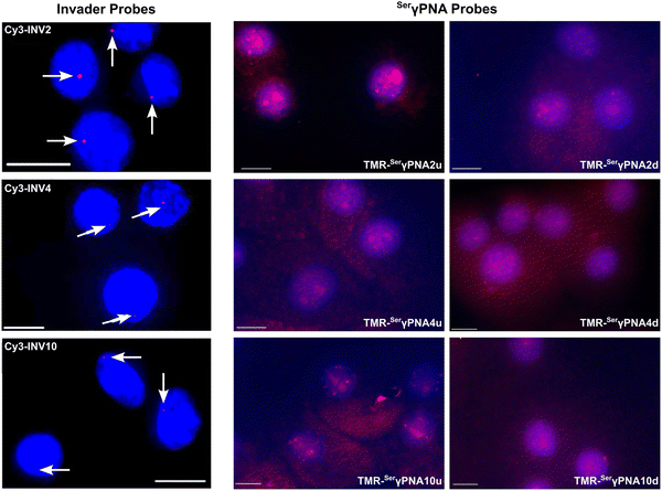 image file: d5cb00286a-f23.tif