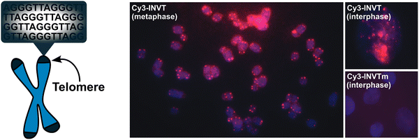 image file: d5cb00286a-f24.tif