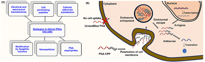 image file: d5cb00301f-f2.tif