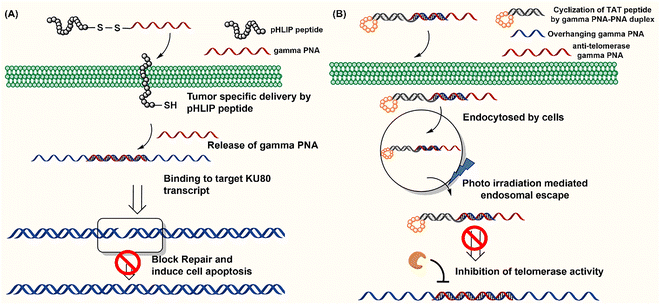 image file: d5cb00301f-f4.tif
