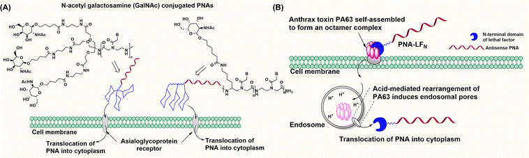 image file: d5cb00301f-f5.tif