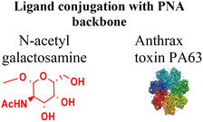 image file: d5cb00301f-u6.tif