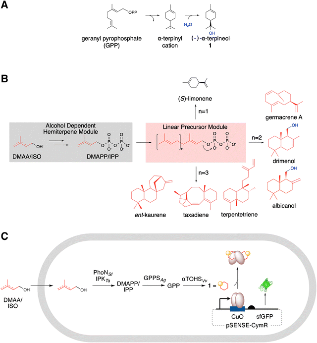 image file: d5cb00310e-f1.tif