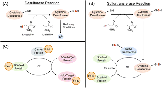 image file: d5cb00330j-f2.tif