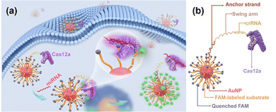 image file: d5cc05016b-f2.tif