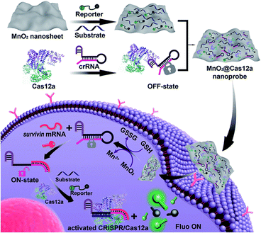 image file: d5cc05016b-f5.tif