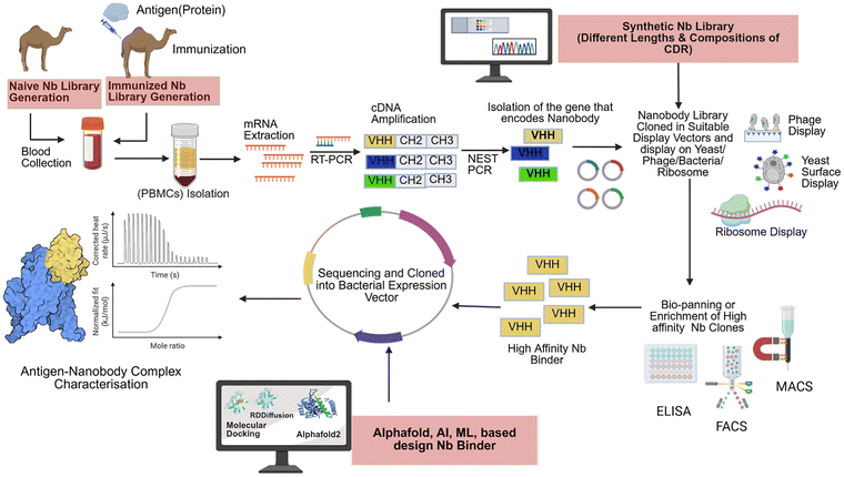 image file: d5cc05022g-f1.tif