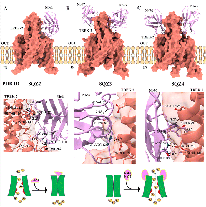 image file: d5cc05022g-f2.tif
