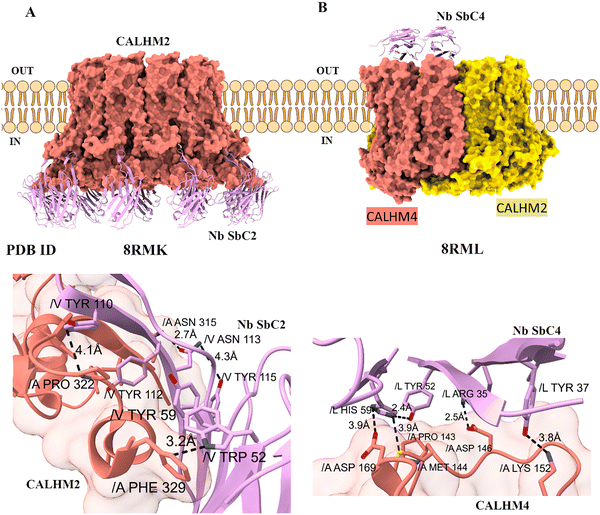 image file: d5cc05022g-f5.tif