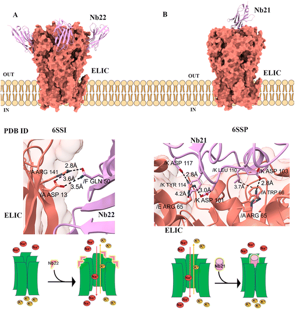 image file: d5cc05022g-f7.tif