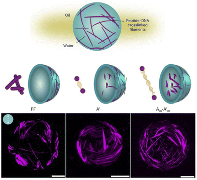 image file: d5cc05628d-f10.tif