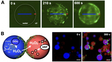image file: d5cc05628d-f11.tif