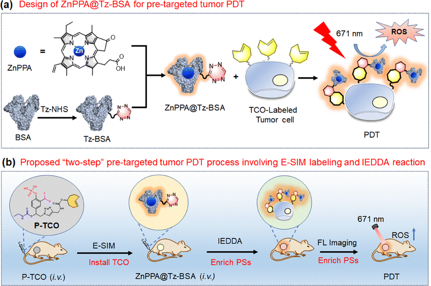 Pre-targeted delivery of a tetrazinylated albumin–zinc( ii