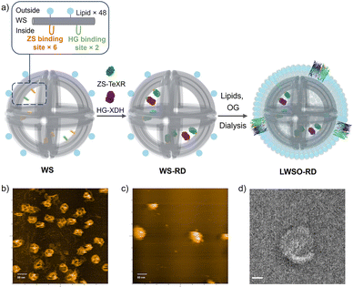 image file: d5cc06049d-f2.tif