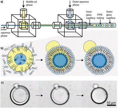 image file: d5cc06115f-f1.tif