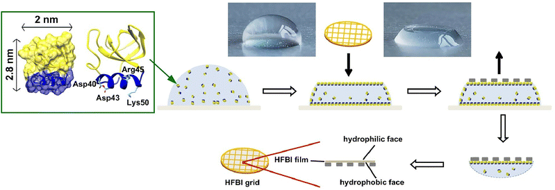 image file: d5cc06117b-f6.tif