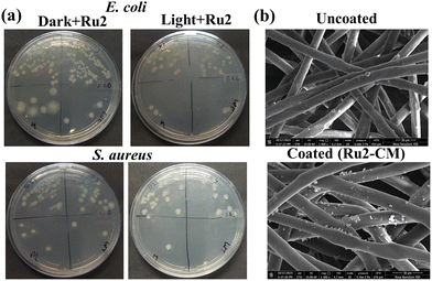 image file: d5cc06235g-f3.tif