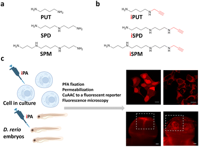 image file: d5cc06304c-f1.tif