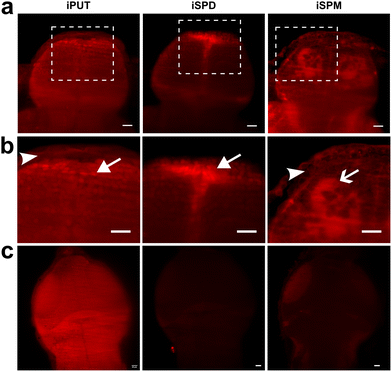 image file: d5cc06304c-f5.tif