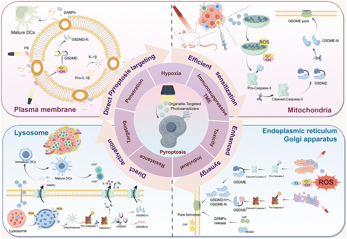 image file: d5cc06431g-f2.tif