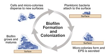 image file: d5cc06617d-f2.tif