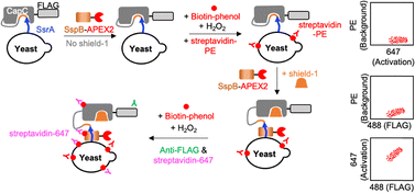 image file: d5cc06861d-f1.tif