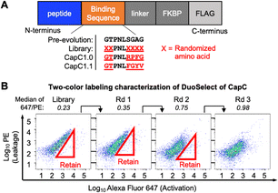 image file: d5cc06861d-f2.tif