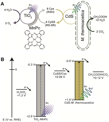 image file: d6cc00317f-f10.tif