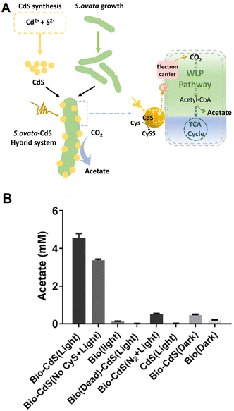 image file: d6cc00317f-f13.tif