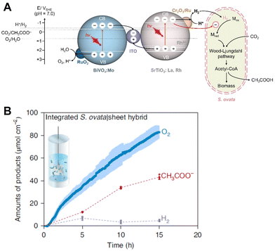 image file: d6cc00317f-f14.tif