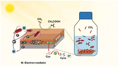 image file: d6cc00317f-f16.tif