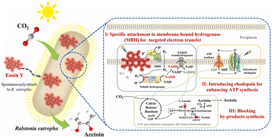 image file: d6cc00317f-f24.tif