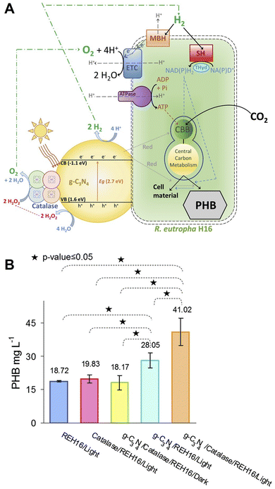 image file: d6cc00317f-f27.tif