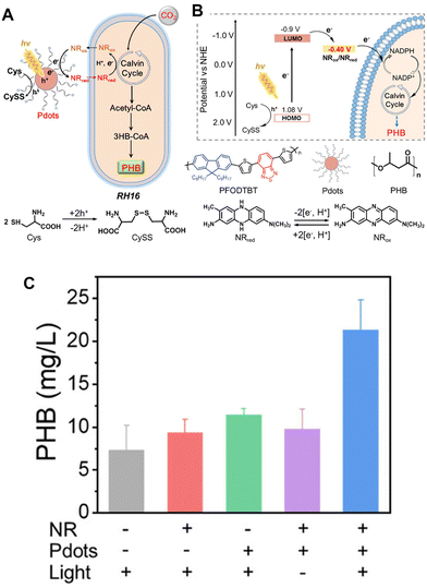 image file: d6cc00317f-f28.tif