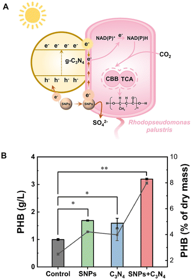 image file: d6cc00317f-f29.tif