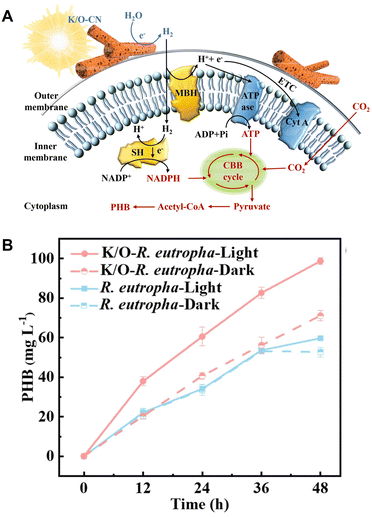 image file: d6cc00317f-f30.tif