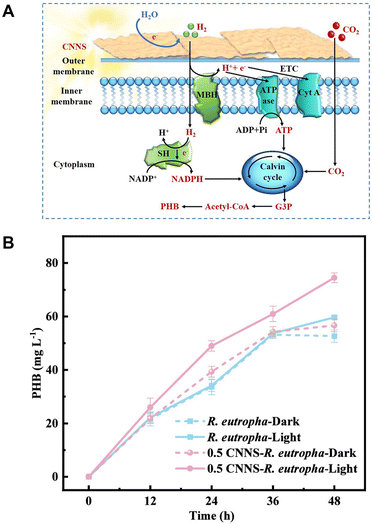 image file: d6cc00317f-f31.tif