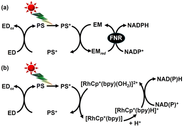 image file: d6cc00317f-f42.tif