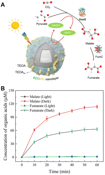 image file: d6cc00317f-f52.tif
