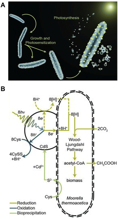 image file: d6cc00317f-f7.tif
