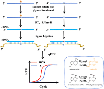 image file: d6cc00494f-f1.tif